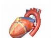 anatomia_inimii_valvele_cardiace.jpg