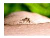 muscaturi_animale_intepaturi_insecte.jpg