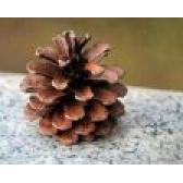 Cabinet de Psihoterapie Irimie Raluca