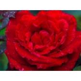 CABINET INDIVIDUAL DE PSIHOLOGIE CIUCANU HILDA