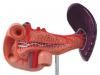 Model anatomic – Pancreas, duoden, fiere