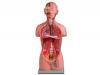 Model anatomic – Bust uman