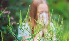 Iulie – septembrie, sezonul alergiei la Ambrozie. Cum ne protejam?