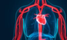 Arterele - ce rol au si cum sa le protejam?