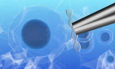 Celulele stem: o investitie pentru sanatatea viitorului copilului tau