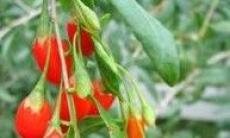 Goji - Super Fructul din Tibet