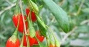 Goji - Super Fructul din Tibet