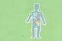 Microbiomul intestinal: cum iti influenteaza digestia, imunitatea si starea de spirit?