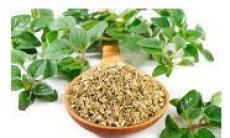 Studiu: Un compus din oregano previne infectiile gastrointestinale virale