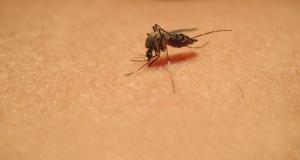 West Nile: 11 persoane infectate si doua decese 