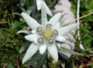 Floare de colt
