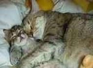 .....BUONA NOTTE A TUTTI......