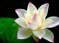 floare