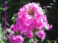 Flori